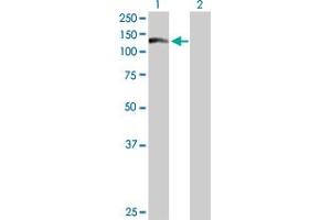 Western Blot analysis of WDR66 expression in transfected 293T cell line by WDR66 MaxPab polyclonal antibody. (WDR66 antibody  (AA 1-946))
