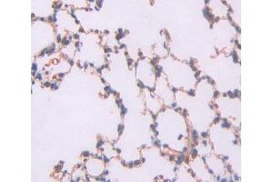 Figure. (FBLN2 antibody  (AA 1013-1221))