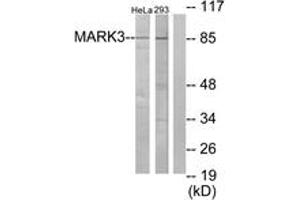 Western blot analysis of extracts from HeLa/293 cells, using MARK3 Antibody. (MARK3 antibody  (AA 1-50))