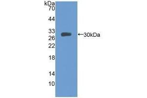 Detection of Recombinant MFGE8, Mouse using Polyclonal Antibody to Milk Fat Globule EGF Factor 8 (MFGE8) (MFGE8 antibody  (AA 159-417))