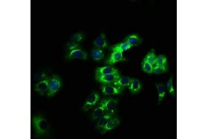 Immunofluorescence staining of HepG2 cells with ABIN7158268 at 1:166, counter-stained with DAPI. (LILRB2 antibody  (AA 406-563))