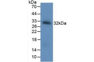 Figure. (BDNF antibody  (AA 20-252))
