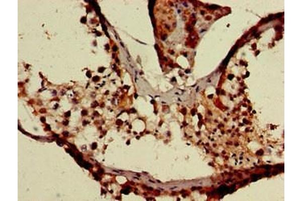 XAF1 antibody  (AA 172-259)