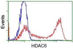 Image no. 3 for anti-Histone Deacetylase 6 (HDAC6) antibody (ABIN1498621) (HDAC6 antibody)