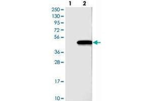 Western blot analysis of Lane 1: Negative control (vector only transfected HEK293T lysate), Lane 2: Over-expression Lysate (Co-expressed with a C-terminal myc-DDK tag (~3. (C1orf135 antibody)
