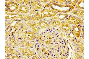 IHC image of ABIN7147154 diluted at 1:100 and staining in paraffin-embedded human kidney tissue performed on a Leica BondTM system. (CD31 antibody  (AA 28-315))