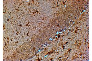 ABIN184611 (4µg/ml) staining of paraffin embedded Mouse Hippocampus.