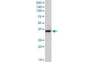 Raly antibody  (AA 1-307)