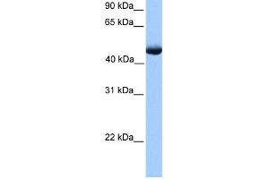 WB Suggested Anti-PAOX Antibody Titration: 0. (PAOX antibody  (C-Term))