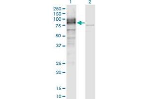 Western Blot analysis of LRRN1 expression in transfected 293T cell line by LRRN1 monoclonal antibody (M05), clone 3D11.