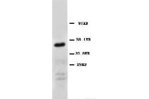 Anti-CD147 antibody, Western blotting WB: Human Fibroma Cell Lysate (CD147 antibody  (Middle Region))