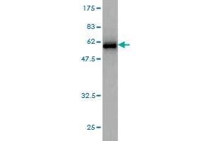 Western Blotting (WB) image for anti-Synaptosomal-Associated Protein, 23kDa (SNAP23) (AA 1-211) antibody (ABIN563782)