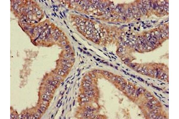RPS21 antibody  (AA 1-81)
