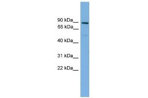 WB Suggested Anti-MFN1 Antibody Titration: 0. (MFN1 antibody  (Middle Region))