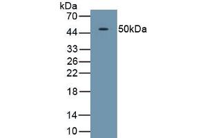 Detection of Recombinant TDO, Human using Polyclonal Antibody to Tryptophan-2,3-dioxygenase (TDO) (TDO2 antibody  (AA 1-406))