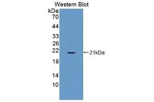Western Blotting (WB) image for anti-Cyclophilin B (PPIB) (AA 34-216) antibody (ABIN1077712) (PPIB antibody  (AA 34-216))