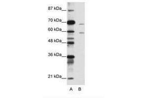 Image no. 1 for anti-Forkhead Box A2 (FOXA2) (N-Term) antibody (ABIN203149) (FOXA2 antibody  (N-Term))