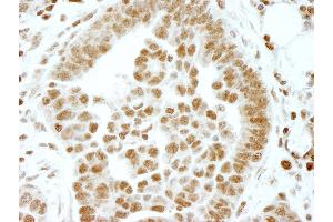 Immunohistochemistry (IHC) image for anti-Ets2 Repressor Factor (ERF) (AA 498-548) antibody (ABIN7448554) (ERF antibody  (AA 498-548))