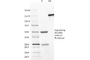 SDS-PAGE (SDS) image for anti-Platelet/endothelial Cell Adhesion Molecule (PECAM1) antibody (ABIN6940285)