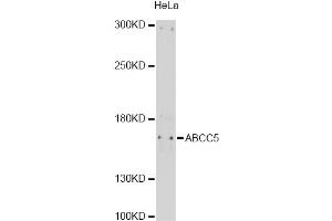 Western blot analysis of extracts of HeLa cells, using ABCC5 antibody (ABIN6291734) at 1:1000 dilution. (ABCC5 antibody)