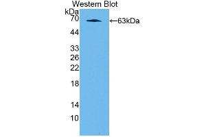 Detection of Recombinant NFIX, Rat using Polyclonal Antibody to Nuclear Factor I/X (NFIX) (NFIX antibody  (AA 13-298))