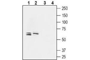 Western blot analysis of human LoVo colorectal adenocarcinoma cell line lysate (lanes 1 and 3) and human ARPE-19 retinal pigmented epithelium cell line lysate (2 and 4): - 1-2. (SLC5A8 antibody  (C-Term, Intracellular))