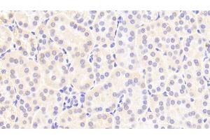 Detection of IDO in Human Kidney Tissue using Polyclonal Antibody to Indoleamine-2,3-Dioxygenase (IDO) (IDO antibody  (AA 2-403))