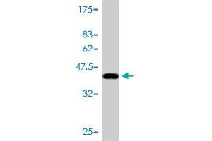 Western Blotting (WB) image for anti-H3 Histone, Family 3B (H3.3B) (H3F3B) (AA 1-136) antibody (ABIN561220)