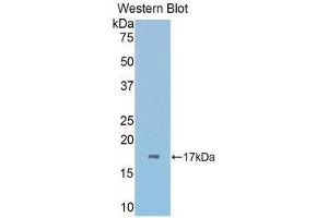 Western Blotting (WB) image for anti-Carbonic Anhydrase VI (CA6) (AA 194-313) antibody (ABIN1858216) (CA6 antibody  (AA 194-313))