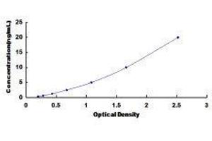 ELISA image for Lactase (LCT) ELISA Kit (ABIN1450261)
