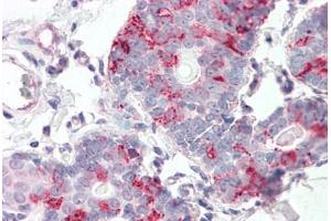 Anti-KIAA1324 antibody  ABIN960788 IHC staining of human breast. (ELAPOR1 antibody  (N-Term))