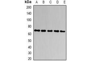 Western blot analysis of CD66a expression in A549 (A), HT29 (B), SW620 (C), mouse liver (D), mouse kidney (E) whole cell lysates. (CEACAM1 antibody)
