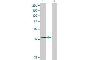 Western Blot analysis of H2AFY2 expression in transfected 293T cell line by H2AFY2 MaxPab polyclonal antibody. (H2AFY2 antibody  (AA 1-372))