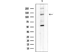 Western blot analysis of lysates from Mouse testis, using ITG Antibody at 1/1000 dilution.