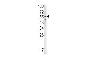 Western blot analysis of FIBB antibody (N-term) (ABIN390413 and ABIN2840802) in T47D cell line lysates (35 μg/lane). (Fibrinogen beta Chain antibody  (N-Term))