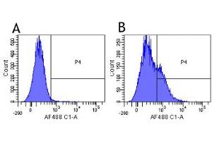 Flow-cytometry using the anti-CD25 (IL2R) research biosimilar antibody Basiliximab   Human lymphocytes were stained with an isotype control (panel A) or the rabbit-chimeric version of Basiliximab ( panel B) at a concentration of 1 µg/ml for 30 mins at RT. (Recombinant IL2RA (Basiliximab Biosimilar) antibody)