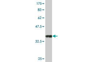 Western Blot detection against Immunogen (33. (NPY antibody  (AA 29-97))