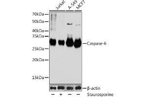 Western blot analysis of extracts of various cell lines, using Caspase-6 antibody (ABIN7266119) at 1:1000 dilution. (Caspase 6 antibody)