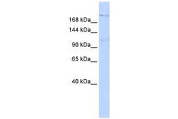 PATJ antibody  (AA 540-589)