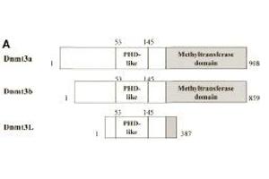 Schematic representation of the Dnmt3 family members. (DNMT3L antibody  (AA 152-164))