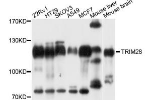 Western blot analysis of extracts of various cell lines, using TRIM28 antibody.