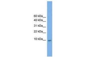 Image no. 1 for anti-Keratin Associated Protein 23-1 (KRTAP23-1) (C-Term) antibody (ABIN6744815) (KRTAP23-1 antibody  (C-Term))