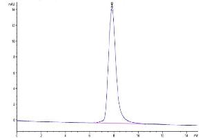The purity of Canine HE4 is greater than 95 % as determined by SEC-HPLC. (WFDC2 Protein (AA 28-124) (Fc Tag))