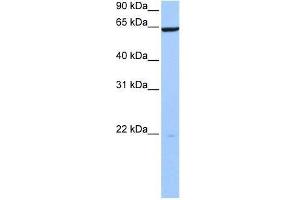 PAXIP1 antibody used at 0. (PAXIP1 antibody  (N-Term))