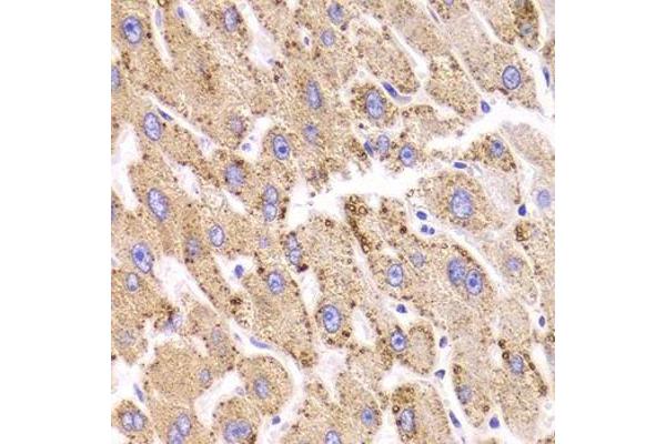 HSD17B13 antibody  (AA 20-300)
