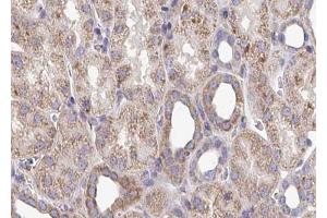 ABIN6272955 at 1/100 staining Mouse kidney tissue by IHC-P. (ATP5B antibody  (Internal Region))