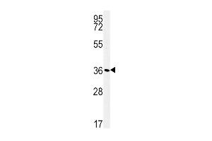ATP1B1 Antibody (Center) (ABIN652047 and ABIN2840520) western blot analysis in WiDr cell line lysates (35 μg/lane). (ATP1B1 antibody  (AA 112-138))