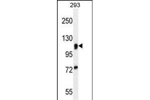N2A1 Antibody (Center) (ABIN654920 and ABIN2844565) western blot analysis in 293 cell line lysates (35 μg/lane). (alpha-Mannosidase II antibody  (AA 456-482))