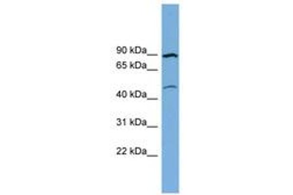 TMEM48 antibody  (AA 575-624)