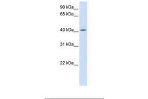 Image no. 1 for anti-Family with Sequence Similarity 54, Member A (FAM54A) (AA 254-303) antibody (ABIN6739352) (FAM54A antibody  (AA 254-303))